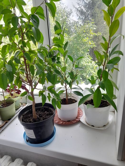 Цветы комнатные  разное