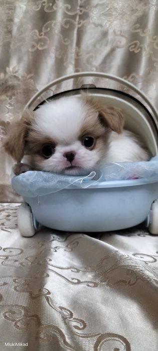 Мальчик японского хина.