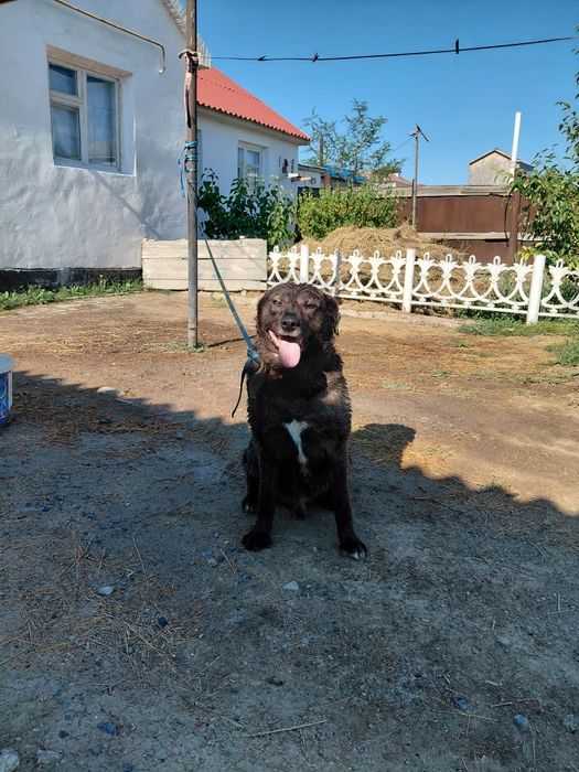 Ит помесь лабрадор
