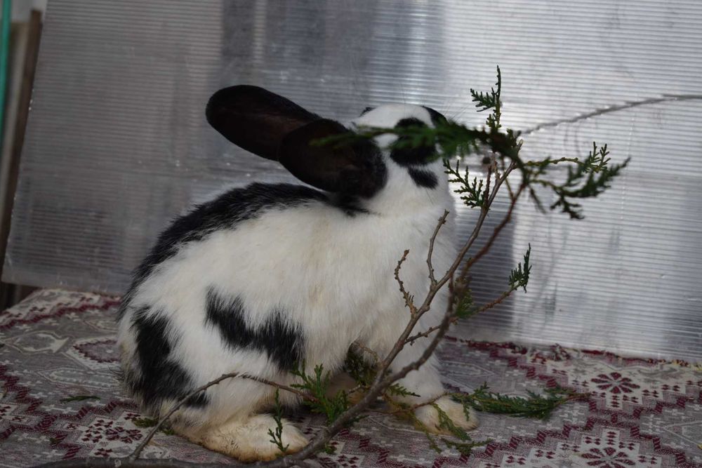 Продавам мъжки и женски зайци за разплод