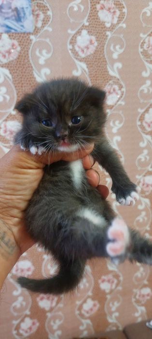 Продам шотландских котят