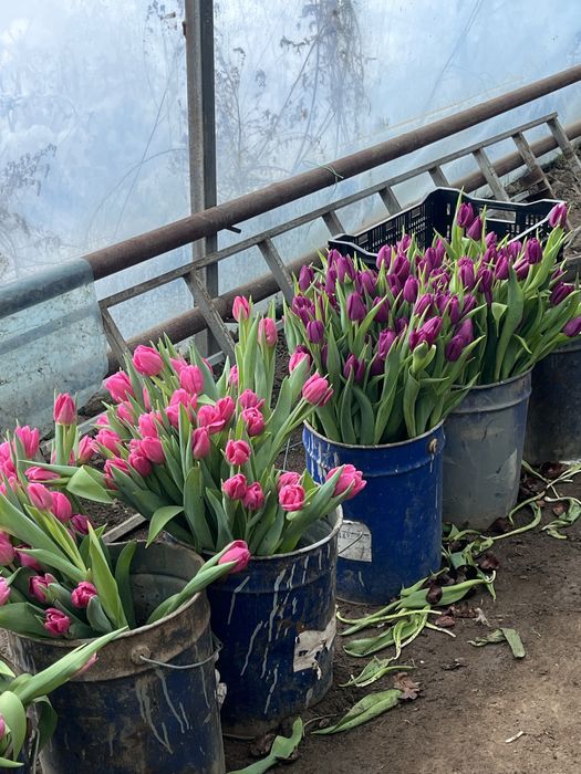 Премиум Тюльпаны с теплицы