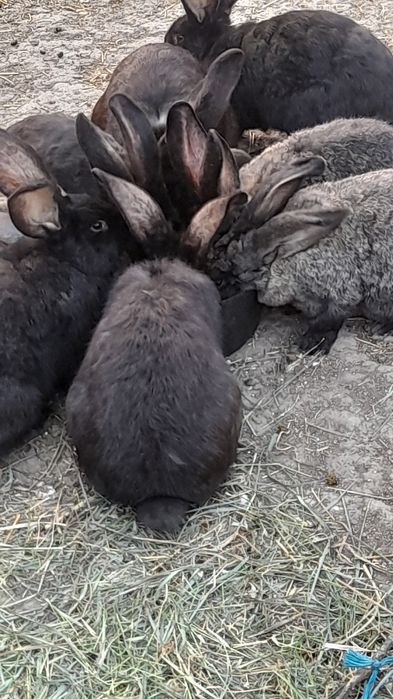 Se vinde 10 epuri uriaș german