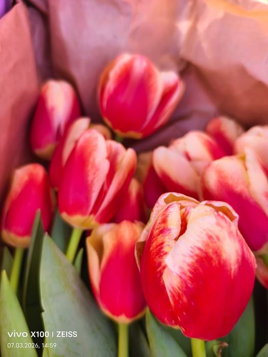 Тюльпаны продаются