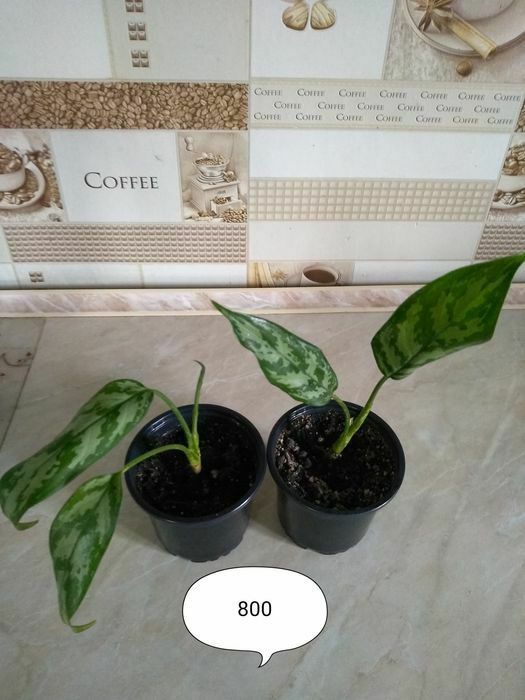 Продам комнатные цветы