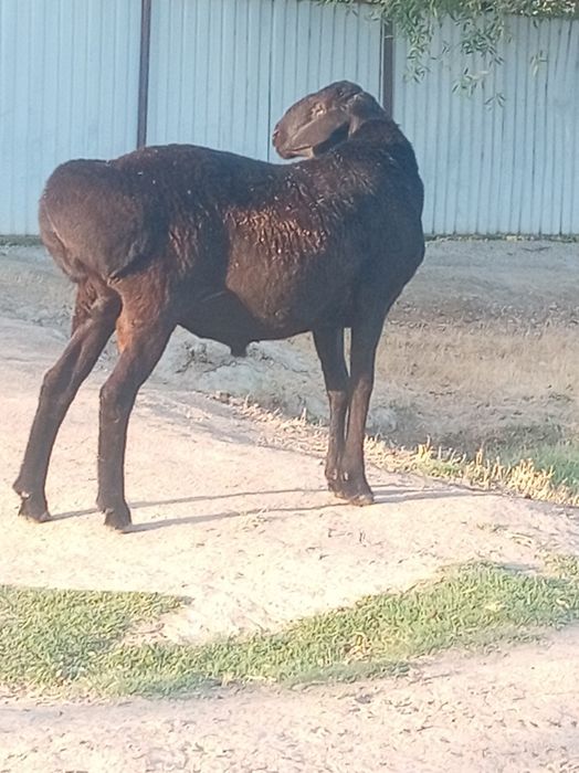 Кошкар сатылады..