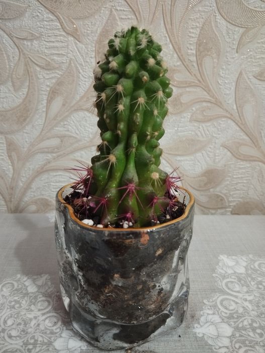 Продам Кактус продам