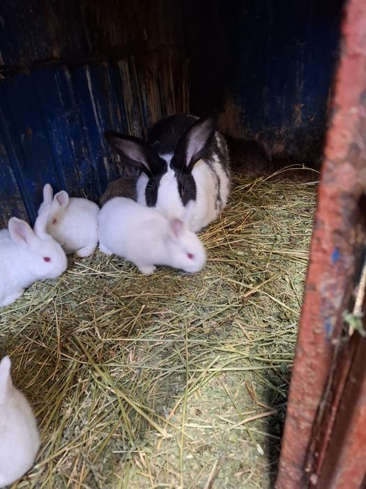 Hycole francez de vânzare