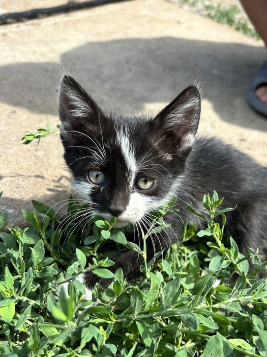 Котята, в добрые руки