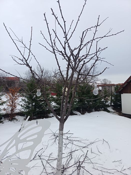 Tuns pomi fructiferi