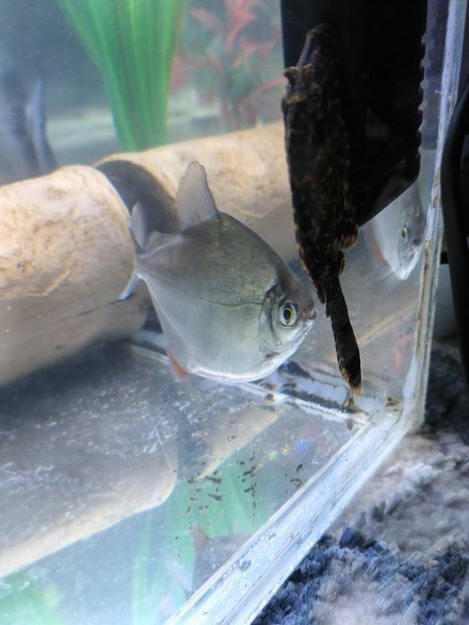 Pirania paku va dollar