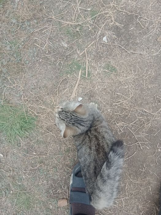 Отдам кошку в добрые руки