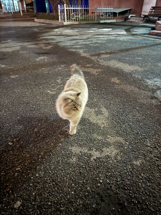 Найден котик в ЖК Керемет