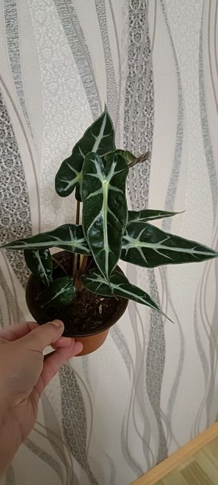 Аллоказия:4000 тенге