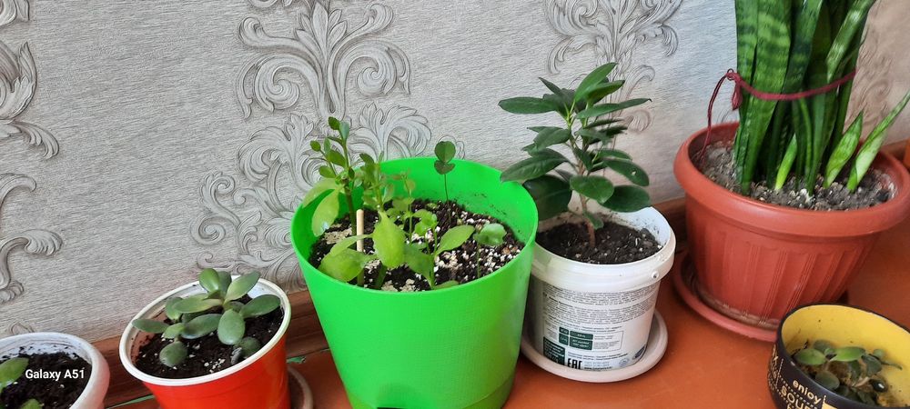 Гүлдер сатылады, продаётся цветы