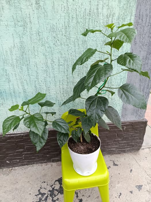 Китайская роза Каскелен