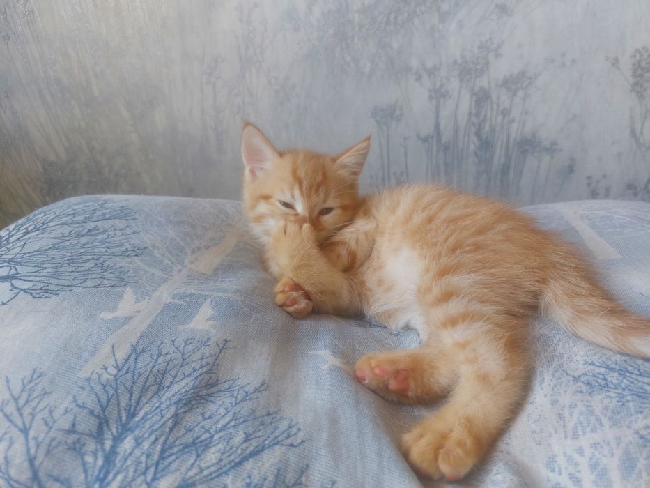 Котята–мальчики.