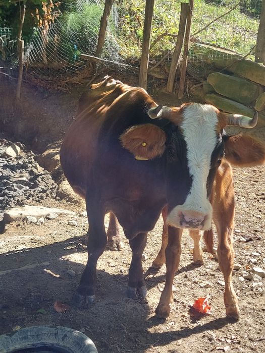 Vând vaca cu lapte