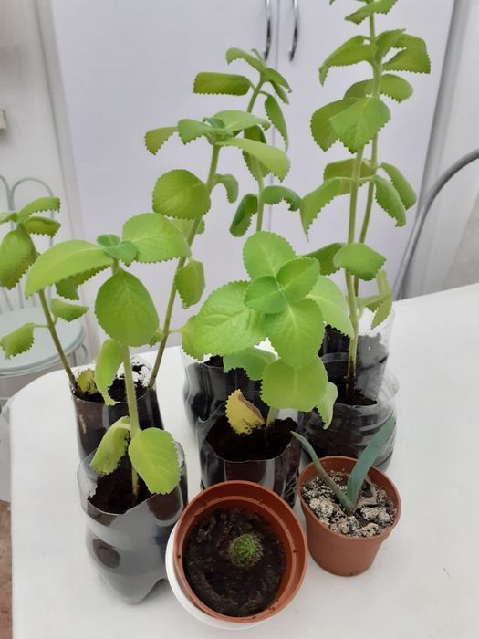 Домашние цветы 500 тенге