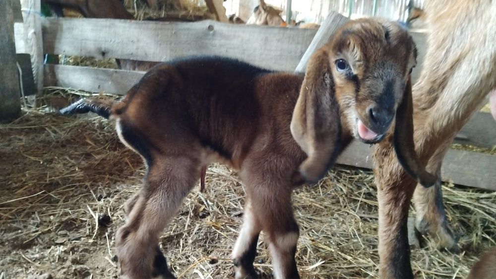 Tapisori anglo nubian