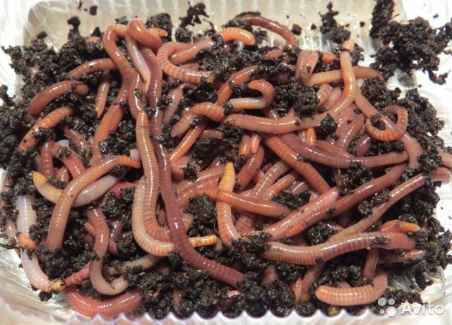 Черви для рыбалки в контейнерах.