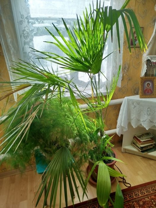 Срочно, продам комнатные цветы
