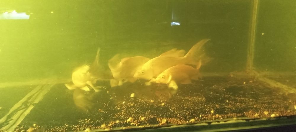 Продаются рыбы КОИ