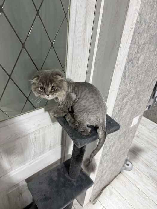 Продам кошка скоттиш фолд