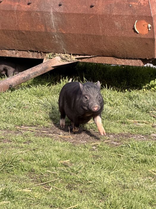 Виетнамски прасета