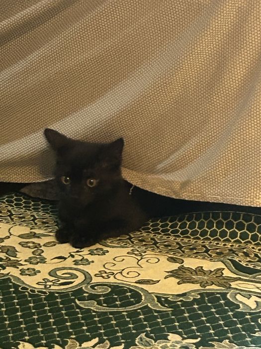 Котенка в хорошие руки