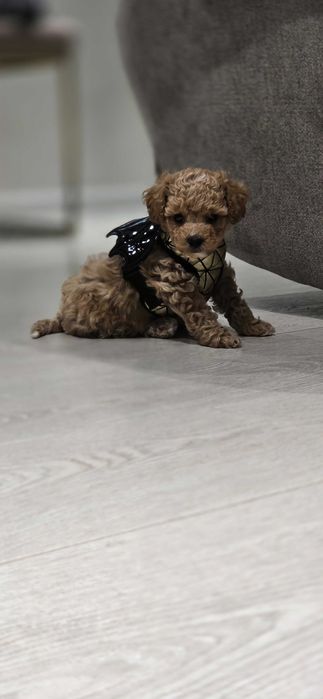 Продается щенок Мальтипу