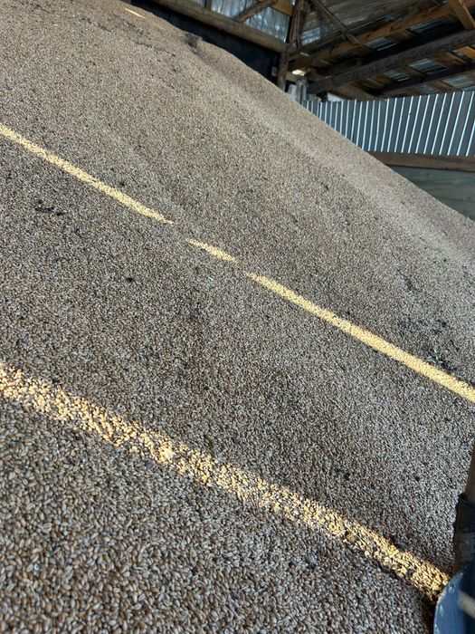 Grâu fără gărgărițe