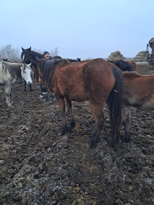 Лошади кобылы продаются