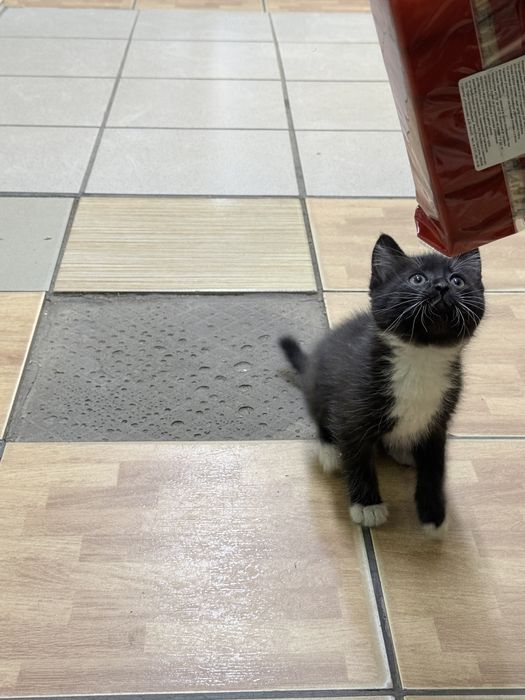 отдам котенка в добрые руки
