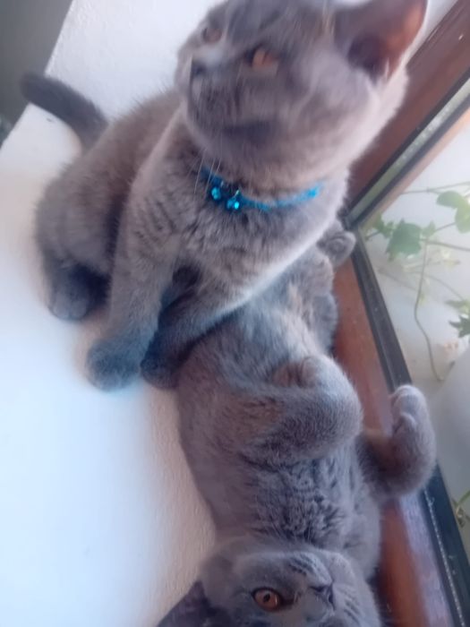 Brithis  blue  fetite