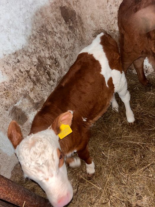 Телята бычки возраст 1 месяц