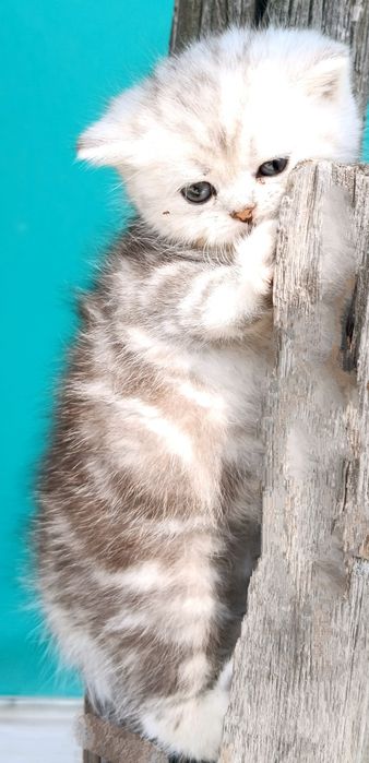 Продаются котята  Scottish straight.