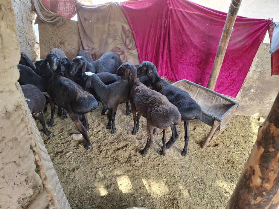 Қошқарлар бар семіз