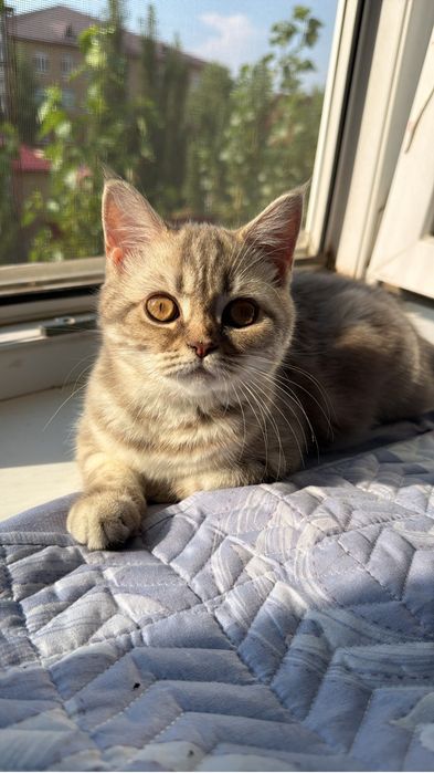 Котенок шотландский