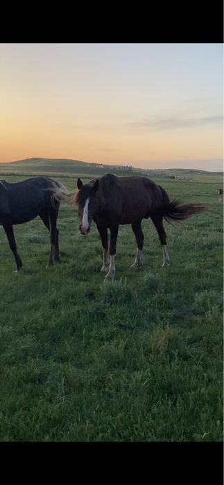 Айгыр саттыладдд