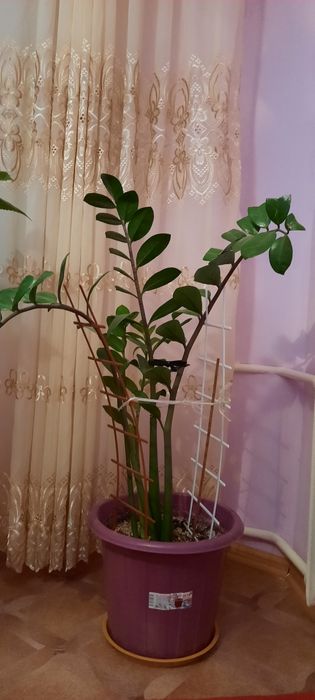 Домашные цветы-долларовый