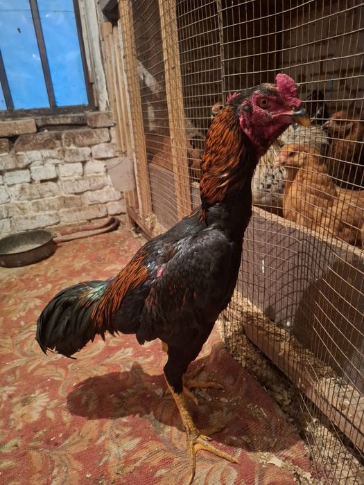 Продам дакан жужя