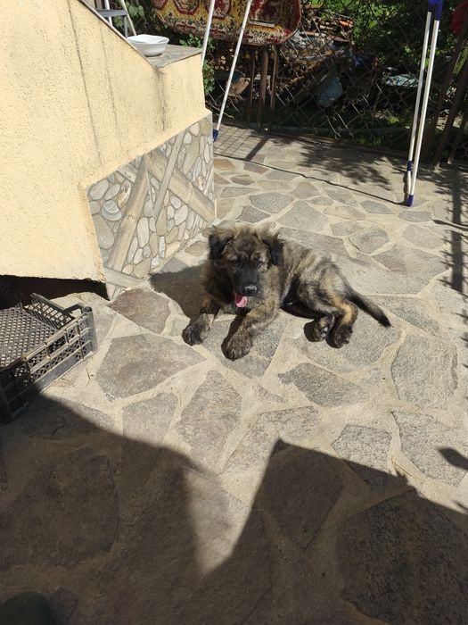 Donez câine,vârsta 3 luni,din mamă rasa chow