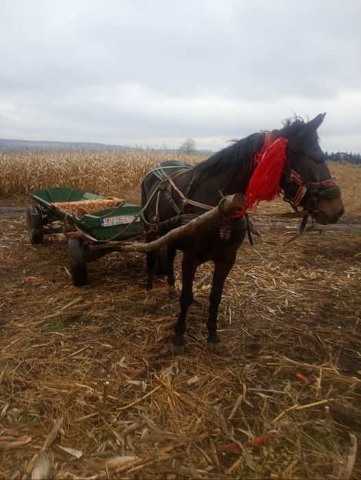 Vând iapa cu  varsta de 7 ani