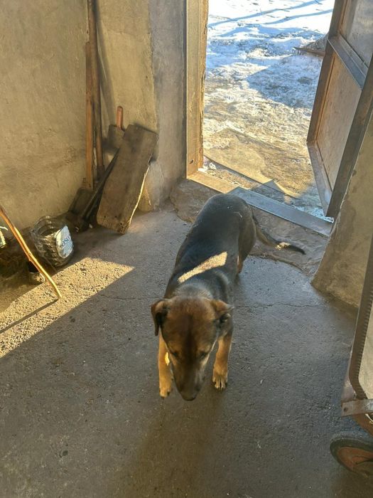 нашлась собака в уражайном