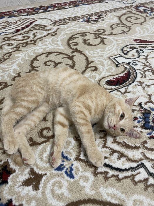 Отдам в хорошие руки