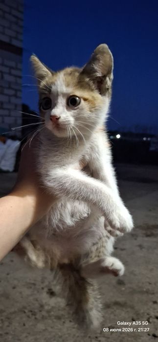 Отдадим котят бесплатно