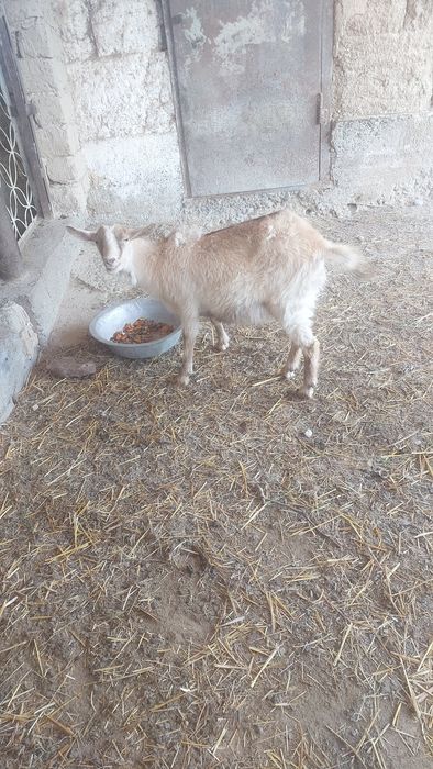 Продаётся козочки