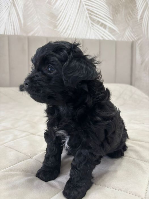 150000 продам щенков породы чипу