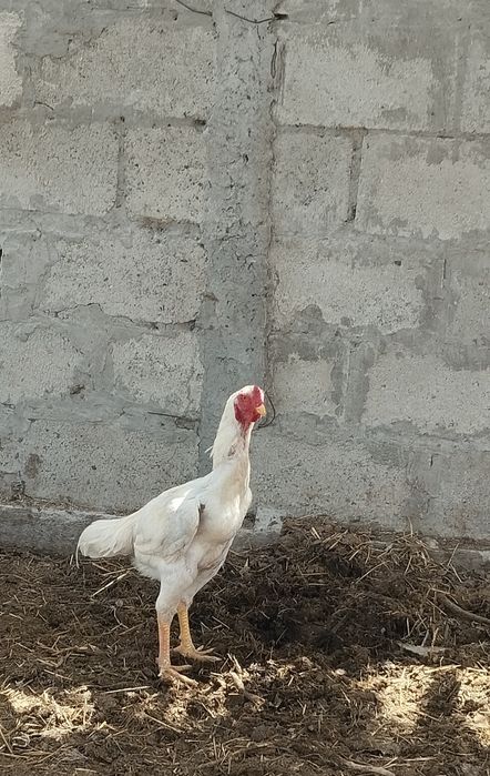 Yosh xoʻroz sotiladi